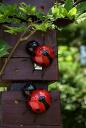 Décor - Lady Bug Pair